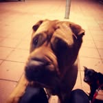 Carla shar pei - @carla_sharpei - Instagram