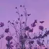 CarlaSheldon.🤍 - @carla_sheldon - TikTok