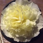 Carla Terry - Facebook