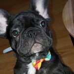 carla whitehead - @lumiere_the_frenchie - Instagram