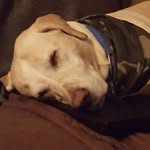 Carla Wiseman Kursell - @redlee456 - Instagram