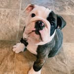 Carlee Turner - @bigotisthebulldog - Instagram