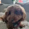 Carly Ridley - @carly.ridley - TikTok