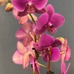 Carletta Smith - @carletta.smith60 - Instagram