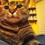 Skipper - @carleybarrettscat - Instagram