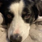 Carley bell - @carley.the.bordercollie - Instagram