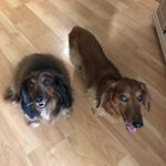 Carley & Casey - @2_adorable_dachshunds - Instagram