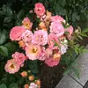 Carley Montgomery - @carleycasey_ - TikTok