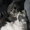 buster  and minnie - @carleycave - TikTok