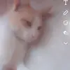 Carly Chavez - @carly.chavez4 - TikTok