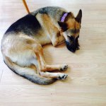Carley/Cooper - @1.dog.1.pup - Instagram