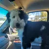 Carly Cooper - @carly.coooper - TikTok