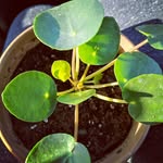 carly roth - @sundayinthegarden - Instagram