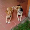 Buffa Carlo - @buffacarlo - TikTok