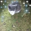 Carlo Mitchell - @carlo.mitchell - TikTok