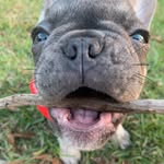 Carlos Beam - @carlos_thefrenchiebeam - Instagram