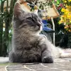 Carlos Capellan - @carlos.capellan - TikTok