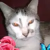 blòder-republique - @carloscasseus68 - TikTok