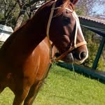 Carlos Elberto - @elbertocarlos - Instagram