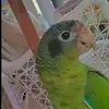 El Reide anime - @carloseusebio69 - TikTok