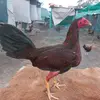 Carlos Farro - @carlosalbertofarr1 - TikTok