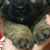 Carlos Farroñan Carrasco - @carlos.farroan.ca - TikTok