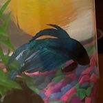 Carlos Howell-Todd - @thelittlefishthatcould - Instagram