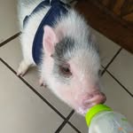 carlos murray - @pigcarlitosmurray - Instagram