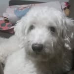 @carlo_ssinclair - Instagram