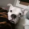 teniente,carlos - @tenientecarlos - TikTok