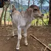 Carlos Vides - @carlos.vides5 - TikTok