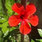 carlos weiss - @carlosfernandoweiss - Instagram