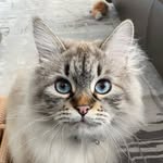 Carlos - @carlos_the_wise_cat - Instagram