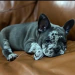 carlos wise - @formula1_bullies - Instagram
