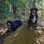 Carlotta & Sir Henry Berner - @pina_pico_u_carlotta_sir_henry - Instagram