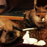 Sweet Carlotta & King Artù - @sweetcarlotta_kingartu - Instagram