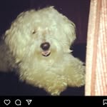 carlotta nash - @peacantan2208 - Instagram