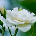 Carlotta Otta - Facebook