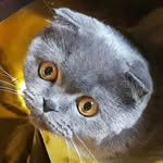 Carlotta😻 - @carlotta_scottish - Instagram