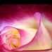 Carlotta Tharp - Facebook