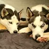 huskycarlt - @carlton.glover - TikTok