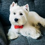 Carlton Herbert - @carltonthewestie5280 - Instagram