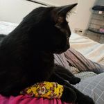 Carly Marie - @carlys_cat_castle_az - Instagram