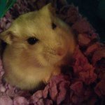 Carly Rose Chadwick - @carly_rose_the_hamster - Instagram