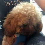 Carly Chan - @carly__chan - Instagram
