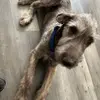 Carkey- Mother of Wolfhounds - @carlyday74 - TikTok