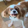 Carly - @carlydangelo - TikTok
