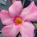 Carla Dowell - Facebook