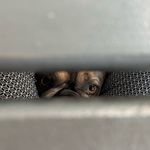 Carly Floyd - @hugothehandsomefrenchie - Instagram