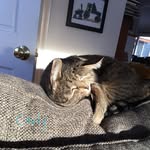 Carly Hare - @kitties868 - Instagram